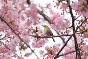 sakura